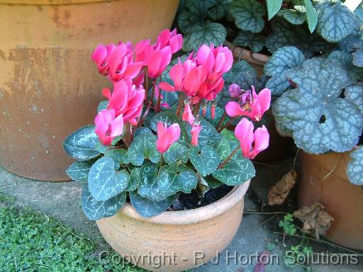 Cyclamen pink_pot 